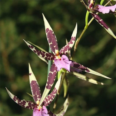 Орхідея Brassia Verona фото