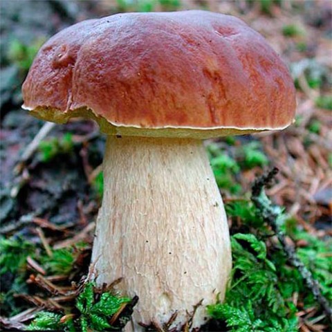 Міцелій білого гриба фото