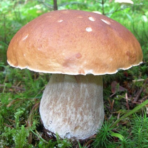 Міцелій білого гриба фото