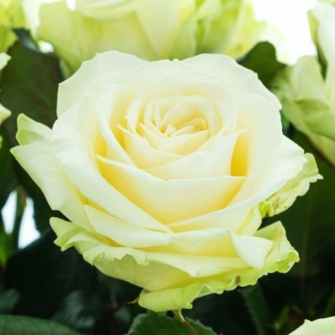 Троянда Avalanche фото