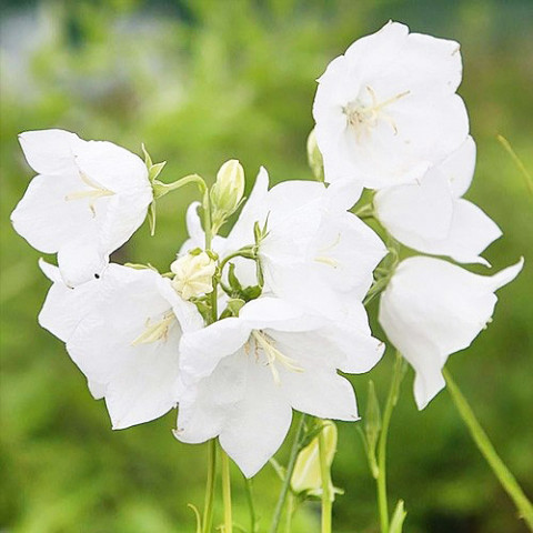 Кампанула Persicifolia White фото