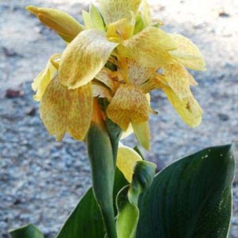 Канна Tropical Yellow (насіння) фото
