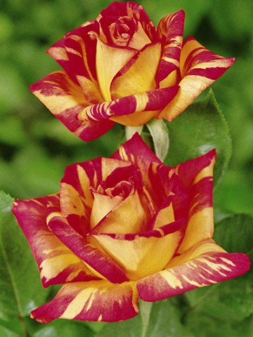 Троянда Caribia фото