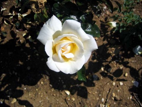 Троянда Caroline Victoria фото