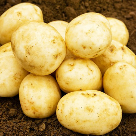 Картопля Констанс (перша репродукція) фото