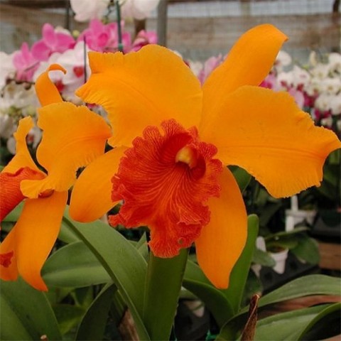 Орхідея Каттлея Великоквіткова фото