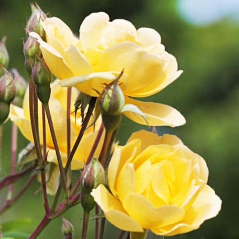 Троянда Christine Helene фото