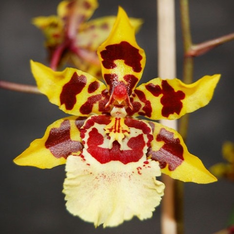 Орхідея Colmonara White Lip фото