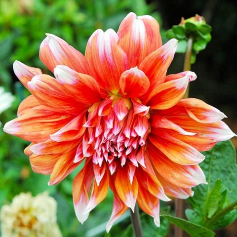 Жоржина Color Spectacle (Гігантська квітка) фото
