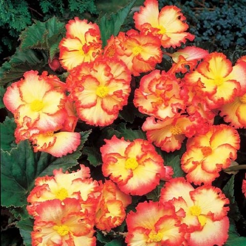 Бегонія Crispa Marginata жовто-червона (Бахромчаті квіти) фото