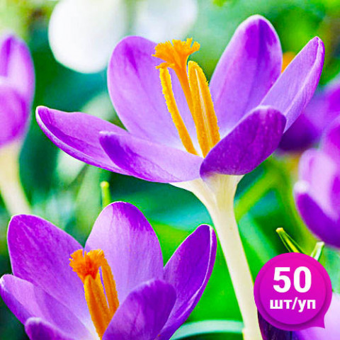 Крокус ботанінчий Barr's Purple (Барс Перпл) 50 шт/уп фото