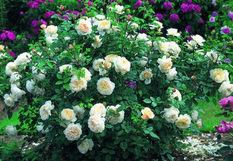 Троянда Crocus Rose фото
