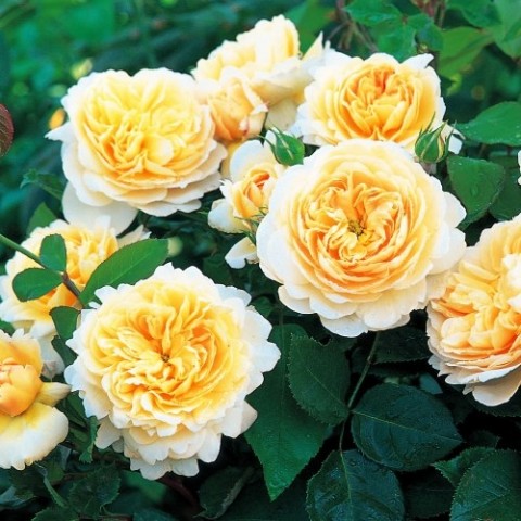 Троянда Emanuel фото