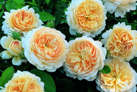 Троянда Crocus Rose фото