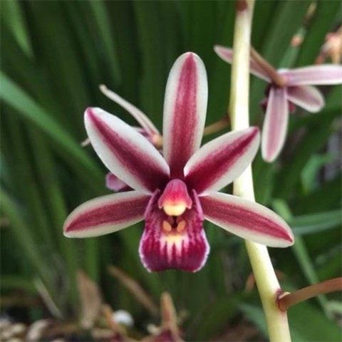 Орхідея Цимбідіум алоелистий фото