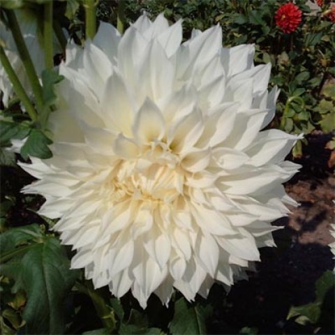 Жоржина Fleurel (Гігантська квітка) фото