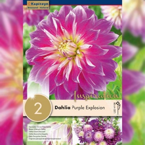 Жоржина Purple Explosion (Брендові цибулини KAPITEYN®) фото