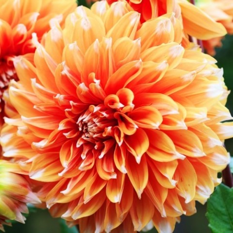 Жоржина Color Spectacle (Гігантська квітка) фото