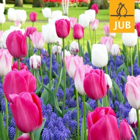 Мікс ландшафтний Dancing Tulips (Брендові цибулини Jub Holland) фото