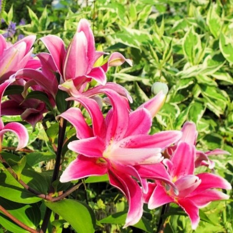 Лілія Sweet Rosy (Махрова квітка) фото