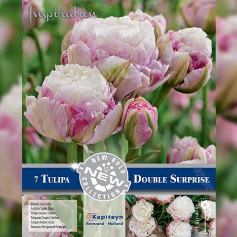 Тюльпан Double Surprise (Брендові цибулини KAPITEYN®) фото
