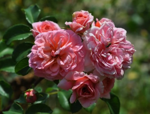 Троянда Pirouette фото