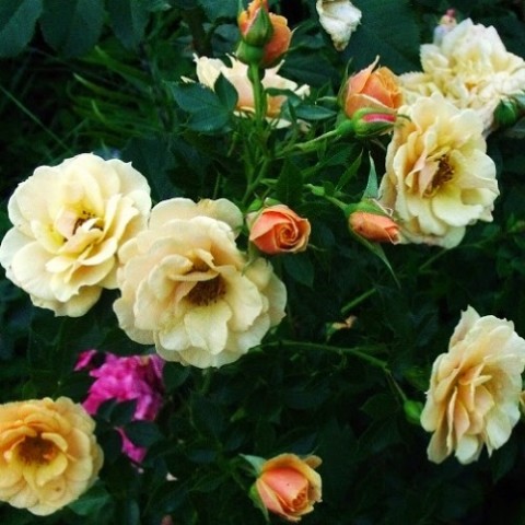 Троянда плетиста Zorba фото