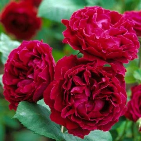 Троянда Duke of Edinburgh фото
