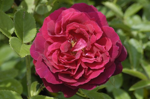 Троянда Duke of Edinburgh фото