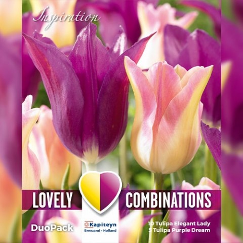 Комбо Тюльпани Duopack Lilyflowered Purple Pink (Брендові цибулини KAPITEYN®) фото