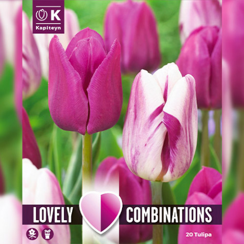 Комбо Тюльпани Duopack Purple and White (Брендові цибулини KAPITEYN®) фото