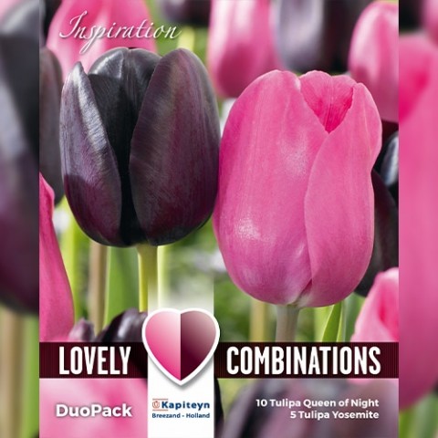 Комбо Тюльпани Duopack Single Late Black And Pink (Брендові цибулини KAPITEYN®) фото