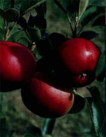 Яблуня Ерлі Женева фото
