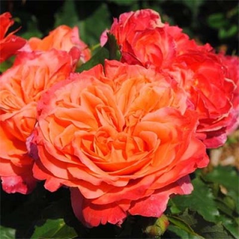 Троянда Emillen Guillot фото
