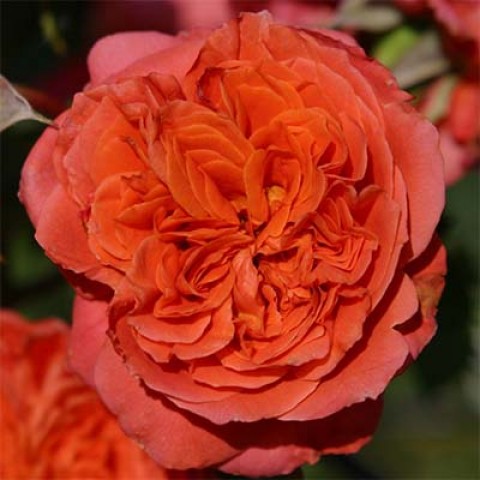 Троянда Emillen Guillot фото