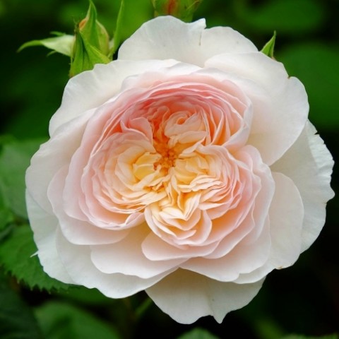 Троянда Emily Bronte фото