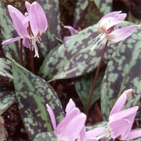 Еритроній Lilac Wonder фото