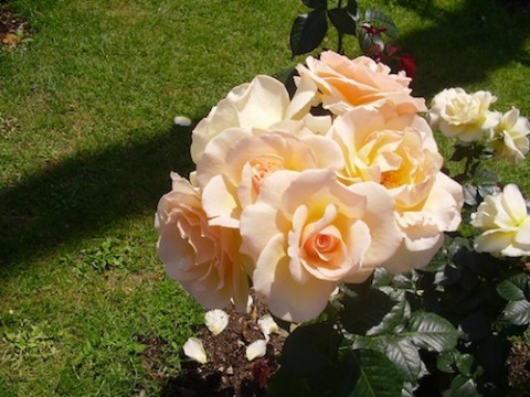 Троянда Susan Daniel фото