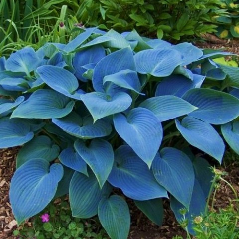 Хоста Halcyon (Блакитне листя) фото