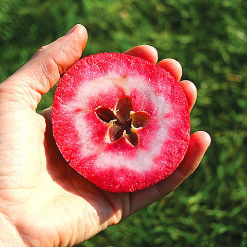 Яблуня червоном'яса Редлав Одіссо фото