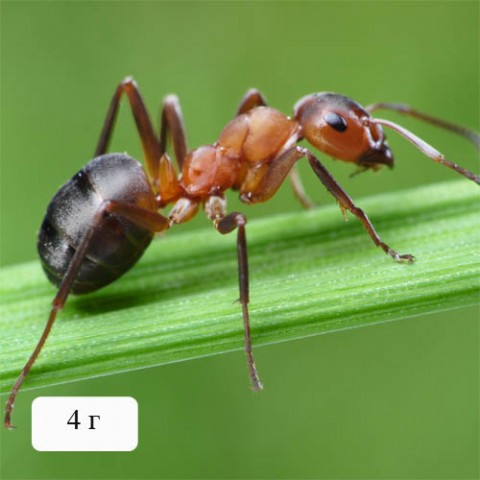 Гель проти мурах фото