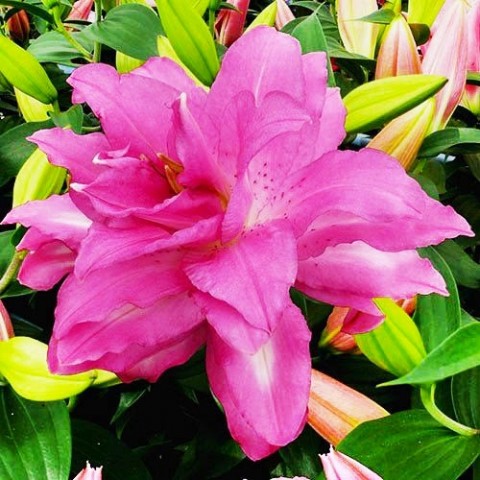 Лілія Lotus Dream (Махрова квітка) фото