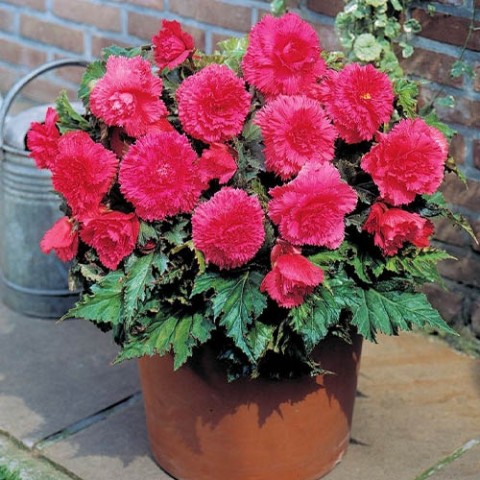 Бегонія Fimbriata Рожева (Бахромчаті квіти) фото