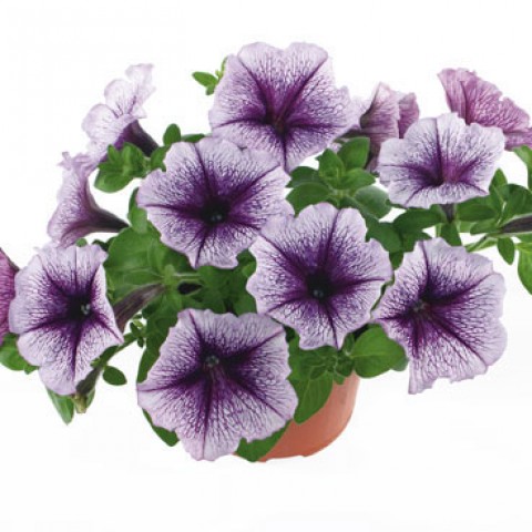 Петунія Fortunia Purple Vein фото