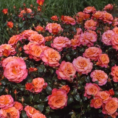 Троянда Freisinger Morgenrote фото