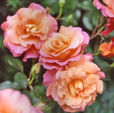 Троянда Freisinger Morgenrote фото
