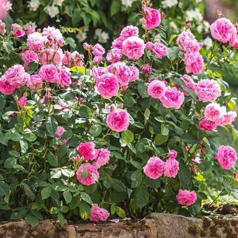 Троянда Gertrude Jekyll фото