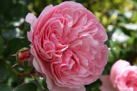 Троянда Mariatheresia фото