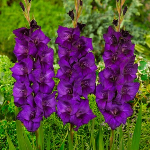 Гладіолус Purple Flora фото