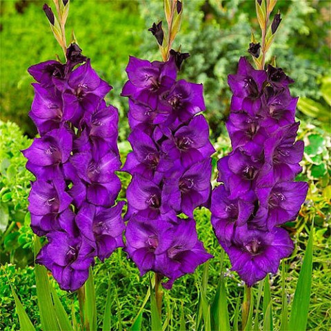 Гладіолус Purple Flora 50 шт/уп фото